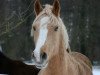 broodmare Helena (German Riding Pony, 2007, from Der Harlekin B)