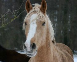 broodmare Helena (German Riding Pony, 2007, from Der Harlekin B)