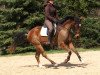 dressage horse Very Special Temptation (German Riding Pony, 2009, from Visconti)