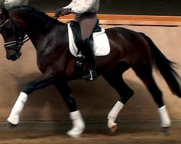 horse Fernando (Westphalian, 2011, from Florestan II)