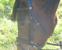 dressage horse Fürstenreich´s Florino (Oldenburg, 2003, from Fürstenreich)