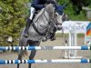 jumper Chaque (Oldenburg show jumper, 2008, from Cassus 2)