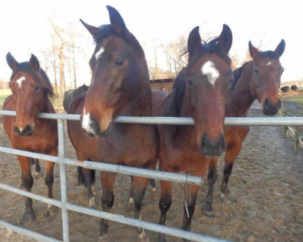 jumper Vanessa (Hanoverian, 2011, from Uccello)