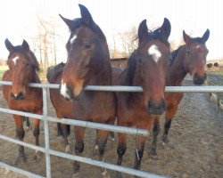 Pferd Vanessa (Hannoveraner, 2011, von Uccello)