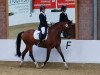 dressage horse Feuerfalke Finist (Westphalian, 2002, from Florestan I)