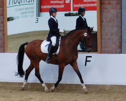 dressage horse Feuerfalke Finist (Westphalian, 2002, from Florestan I)