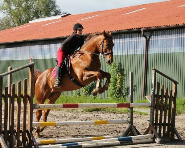 horse Skip Arks Pikito (Quarter Horse, 2006, from Silent Ark)