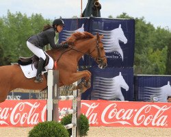 jumper Udine U van het Juxschot (Belgian Warmblood, 1997, from Unique II Drum van het Jukschot)