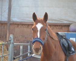 jumper Charisma 229 (Hanoverian, 2006, from Castus I)