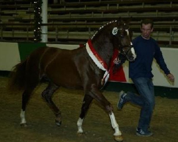 stallion Top Dubidu (German Riding Pony, 2005, from Domingo)