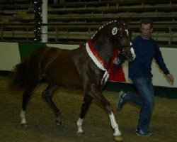 stallion Top Dubidu (German Riding Pony, 2005, from Domingo)