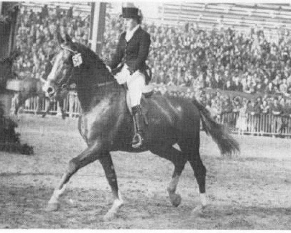 Pferd Flaneur (Gelderländer, 1964, von Apollo)