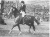horse Flaneur (Gelderland, 1964, from Apollo)
