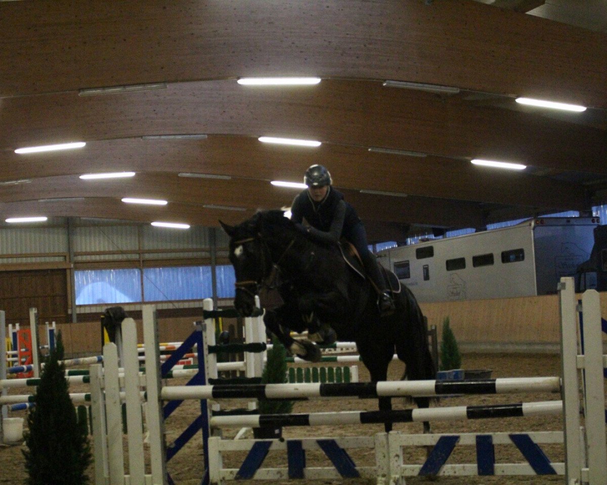 Springpferd Black Jack 198 (Westfale, 2009, von Quo Vados I)