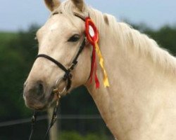 broodmare Heaven Blue (Palomino, 2002, from Le Miserable xx)