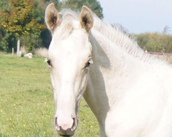 Pferd Moelleaaens Golden Ben-Hur (Palomino, 2014, von Golden Benjamin)