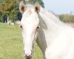 horse Moelleaaens Golden Ben-Hur (Palomino, 2014, from Golden Benjamin)