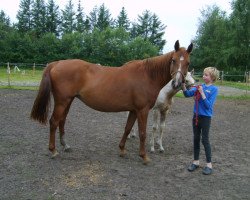 broodmare Petunia (Palomino, 1996, from Brandy)