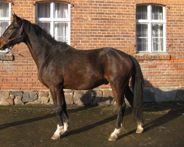 Dressurpferd Quintus KII (Deutsches Sportpferd, 2011, von Quaterback)