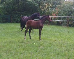 broodmare Delilah'S (German Riding Pony, 2014, from Del Estero NRW)