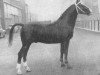 stallion Vicomte (Gelderland, 1956, from L'Invasion AN)