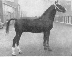 stallion Vicomte (Gelderland, 1956, from L'Invasion AN)