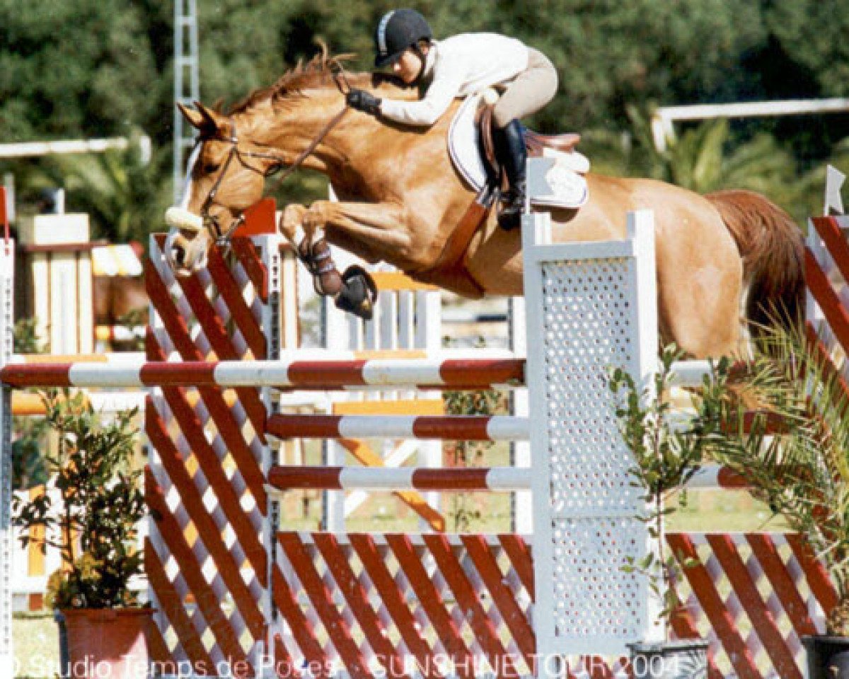 Zuchtstute Unique van de Donkhoeve (Belgisches Warmblut, 1997, von Heartbreaker)