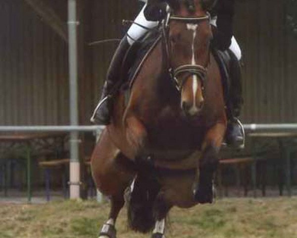 Zuchtstute Lucky Seven (Hessisches Warmblut, 2001, von Laptop)