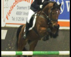 jumper Rock-Star 2 (Deutsches Reitpony, 2006, from Rodrigo)