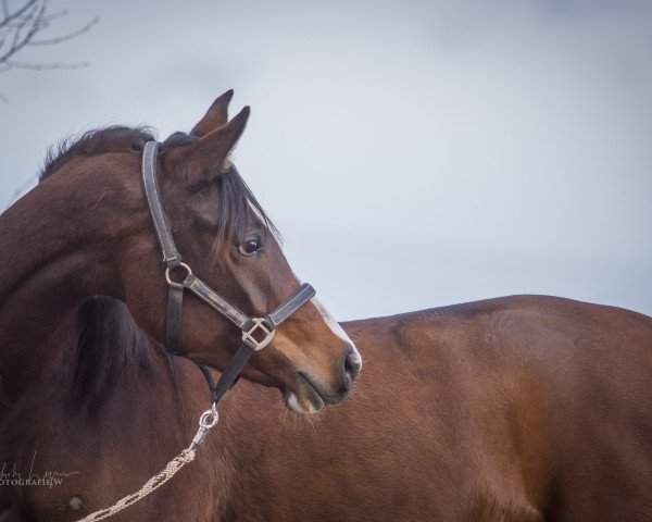 broodmare Kharoubi EH (Arabian thoroughbred, 2010, from TM Lopez ox)