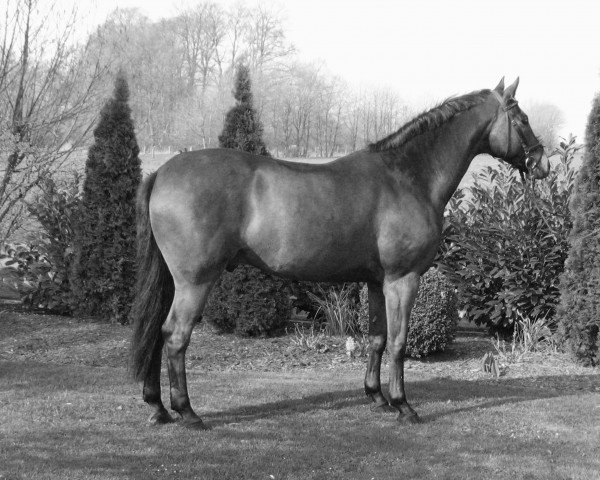 horse Amoretto 7 (Hanoverian, 1993, from Arogno)