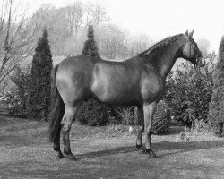 horse Amoretto 7 (Hanoverian, 1993, from Arogno)