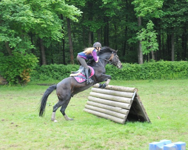 jumper Filou 1129 (German Riding Pony, 1992)