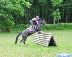 jumper Filou 1129 (German Riding Pony, 1992)