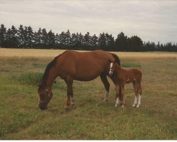 Zuchtstute Cheri (Dänisches Warmblut, 1981, von Solist DH 181)