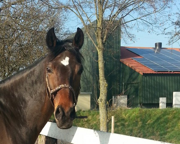 dressage horse Fanyo (Oldenburg, 2004, from Fürst Heinrich)