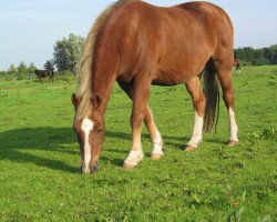 Pferd Flash of Voster Lightning (New-Forest-Pony, 1996, von Merrie Moscan)