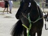 stallion Lovelyhill Magical Height (New Forest Pony, 2010, from Applewitch Pure Magic)