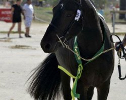 Deckhengst Lovelyhill Magical Height (New-Forest-Pony, 2010, von Applewitch Pure Magic)