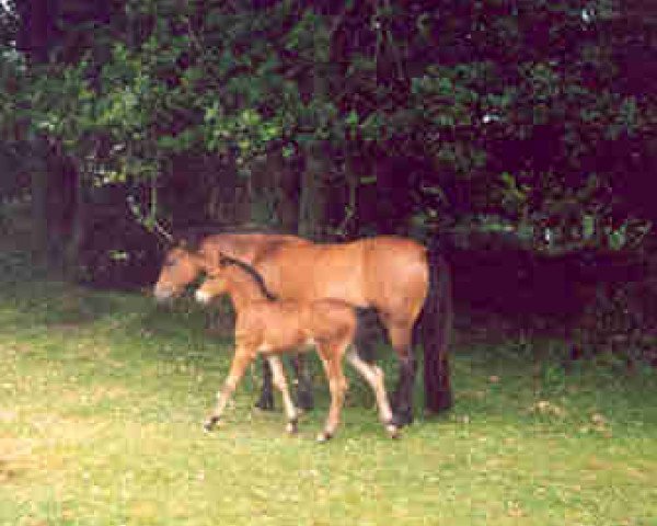 Zuchtstute Samsons Maiden (New-Forest-Pony, 1990, von J.K.'s Royal)