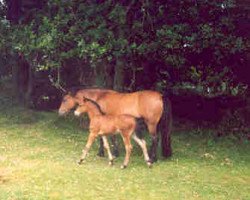 Zuchtstute Samsons Maiden (New-Forest-Pony, 1990, von J.K.'s Royal)