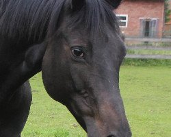 broodmare Michelina (Trakehner, 2004, from Michelangelo)