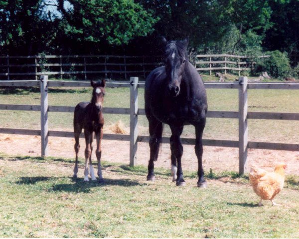 Zuchtstute Marydore Apple (New-Forest-Pony, 1980, von Appledore Bart)