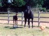 Zuchtstute Marydore Apple (New-Forest-Pony, 1980, von Appledore Bart)