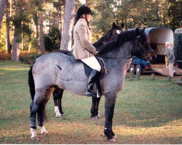 stallion Applewitch Pure Magic (New Forest Pony, 1992, from Peveril Peter Piper)