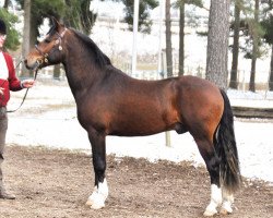 Pferd Applewitch Avalon (New-Forest-Pony, 2010, von Applewitch Pure Magic)