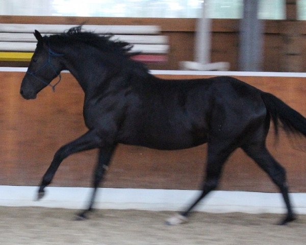 Pferd Dark Diamond Beauty (Oldenburger,  , von Dressage Royal)