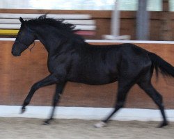 horse Dark Diamond Beauty (Oldenburg,  , from Dressage Royal)