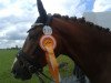 dressage horse Stallgeflüster (KWPN (Royal Dutch Sporthorse), 2009)