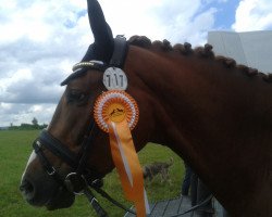 dressage horse Stallgeflüster (KWPN (Royal Dutch Sporthorse), 2009)